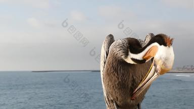 野生棕色（的）鹈鹕码头加州海洋海滩美国沿海派莱卡努斯大鸟大比尔嘴